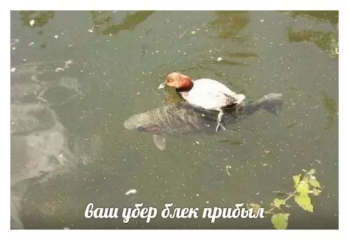 Смешная картинка №345938