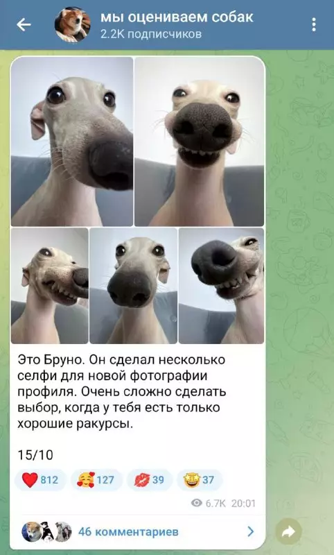 Смешная картинка №718290 Собаки 