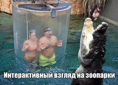 Смешная картинка №176281 зоопарк, крокодил
