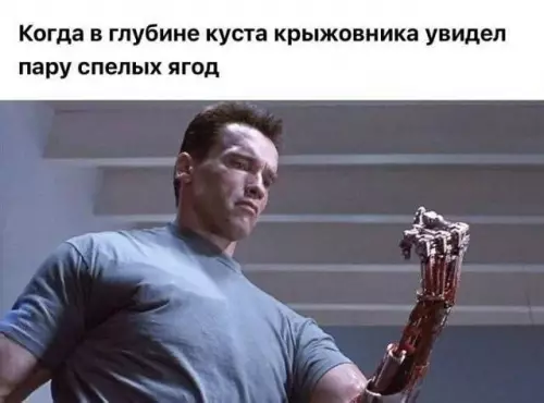Охота на ягоды началась! 🍓🤖 - Когда в глубине куста крыжовника увидел пару спелых ягод
