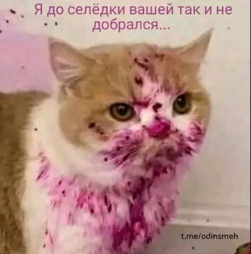 Смешная картинка №670581 коты