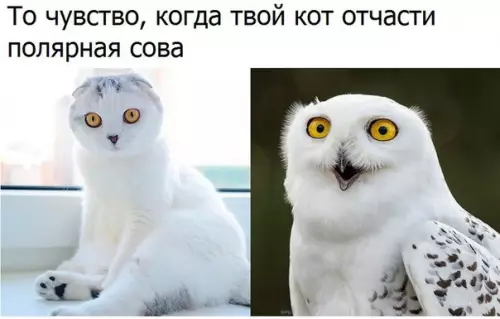 Смешная картинка №183938 коты