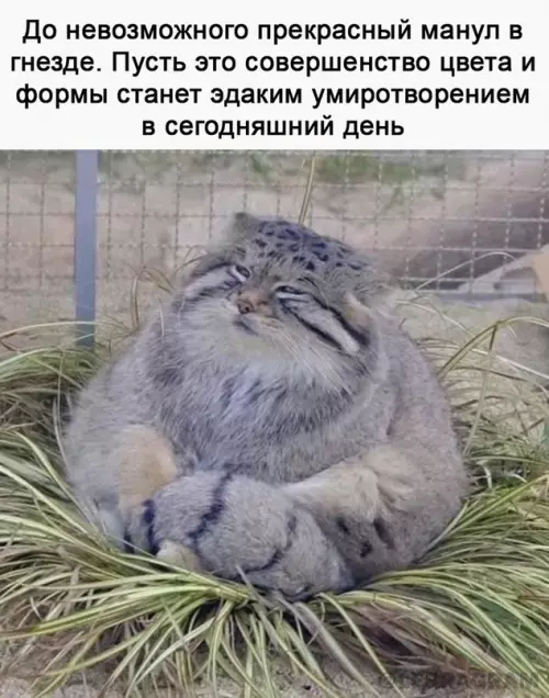 Смешная картинка №670850