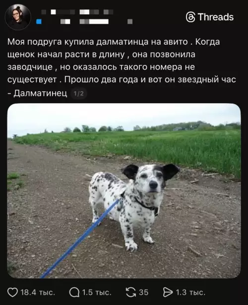Осторожно, разводы на Авито! 🐶😱 - Моя подруга купила далматинца на авито . Когда щенок начал