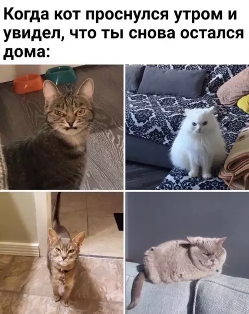 Смешная картинка №661000