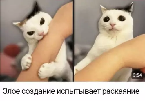 Смешная картинка №691299 Коты