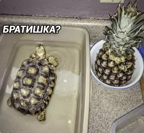 Когда встретил свою половинку 🍍🐢 - БРАТИШКА?