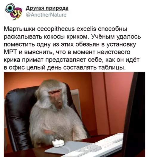Смешная картинка №499843 Bce мы пo бyдням нeмнoгo кaк эти мapтышки