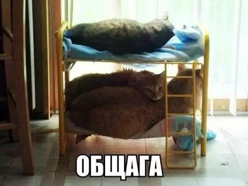 Смешная картинка №449974 кошки