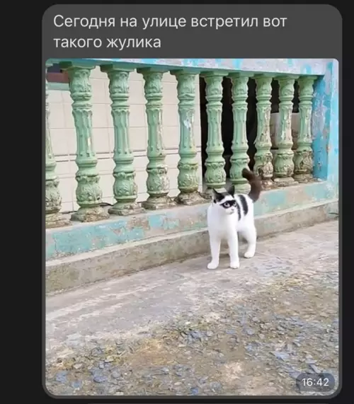 Смешная картинка №638810 Коты
