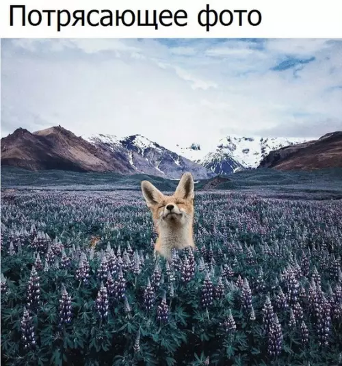 Смешная картинка №188176