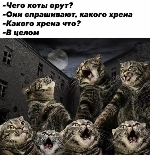Смешная картинка №481536 Я тоже скоро орать начну