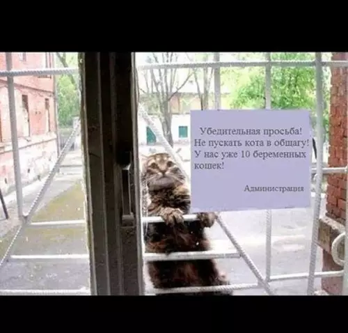 Смешная картинка №176404 Ловелас