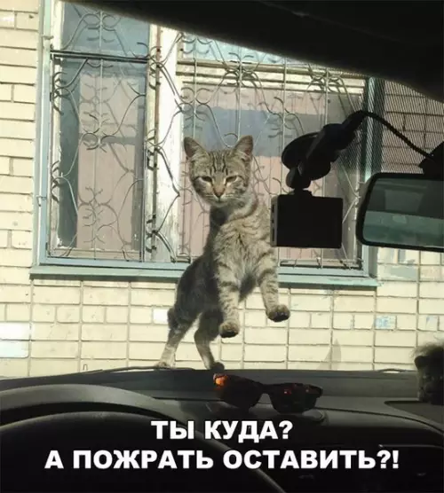 Смешная картинка №215339