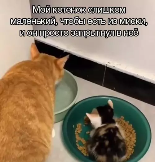 Смешная картинка №715799 коты