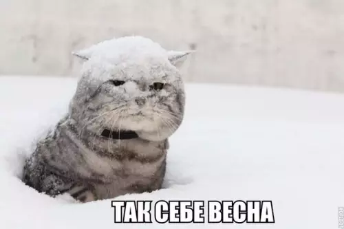 Смешная картинка №257053 весна