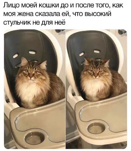 Смешная картинка №686021 кошки