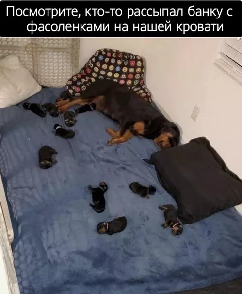 Смешная картинка №496493