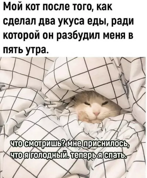 Смешная картинка №705478 Коты 