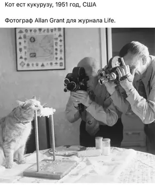 Смешная картинка №667699 коты