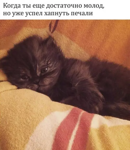 Смешная картинка №279030