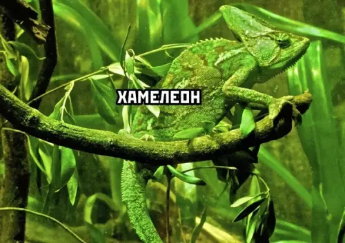 Смешная картинка №609280 Максимальный уровень маскировки