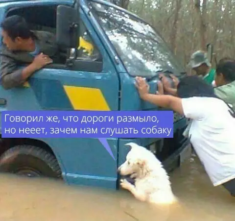 Смешная картинка №349137 Непослушные собаки