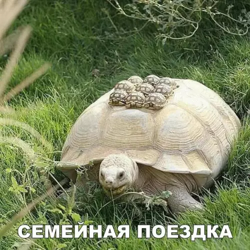 Смешная картинка №254272