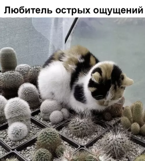 Смешная картинка №360198 кошки