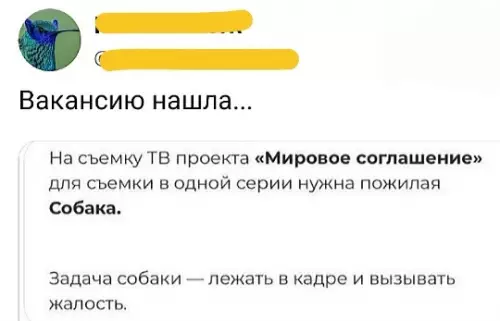 Вакансия для пса 🐶💔 - Вакансия на съемку ТВ проекта Мировое соглашение для съемки в