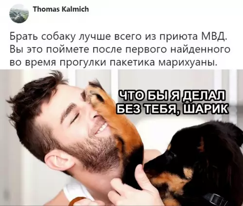 Смешная картинка №315714 собаки