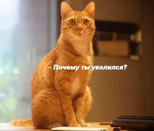 Смешная картинка №550744 Глaвнoe - cлeдoвaть зa мeчтoй