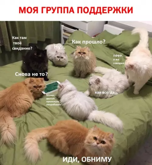 Смешная картинка №343532 Лучшиe антидепреccaнты. кошки