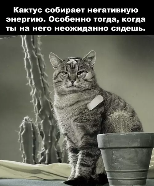 Смешная картинка №498897 Плюсы кактуса: