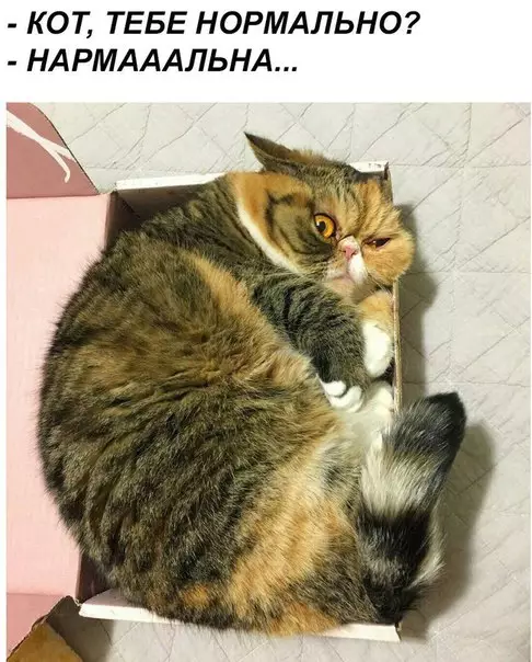 Смешная картинка №210754 коты