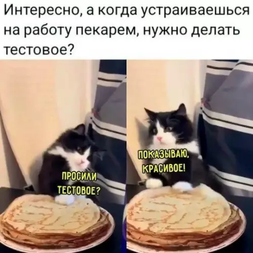 Кот и тестовое задание пекаря
