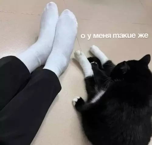 Копия с оригинала! 🐈‍⬛😂 - о у меня такие же