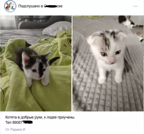 Котята-моряки ждут капитана! 🐈‍⬛⚓️ - Котята в добрые руки, к лодке приучены. Тел 89087...