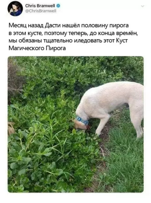 Смешная картинка №663505 собаки
