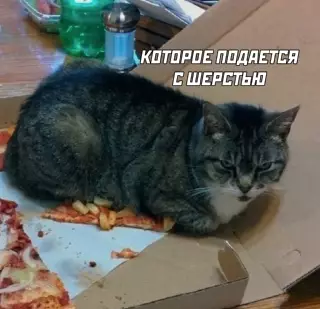 продолжение Смешная картинка №638191 коты, пицца