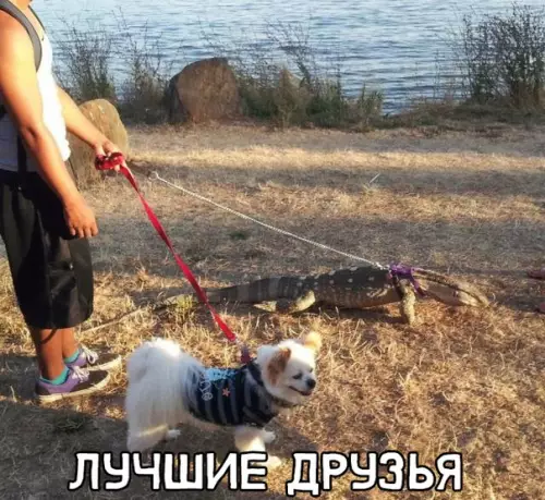 Смешная картинка №303240