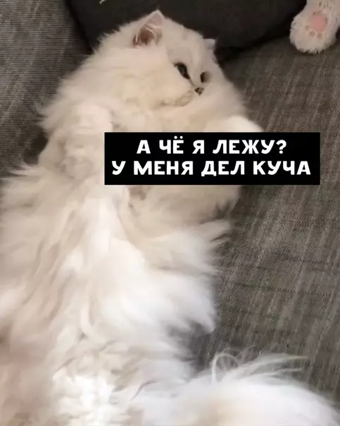 Смешная картинка №457269 Когда-то один кот проснулся, и подумал: