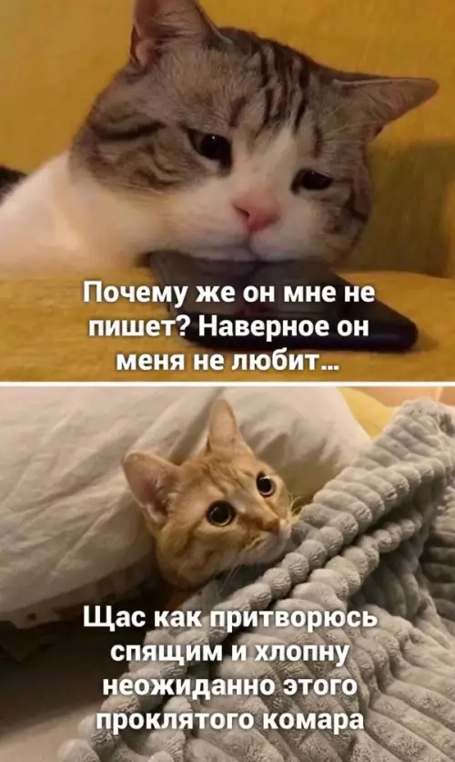 Смешная картинка №653539