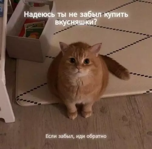 Кот ждет вкусняшки