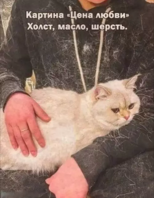 Смешная картинка №676574 Коты 