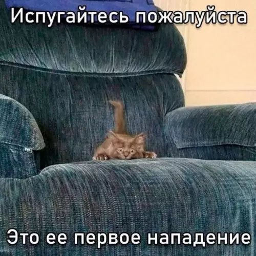 Осторожно, коварная малявка! 😼 - Испугайтесь пожалуйста. Это ее первое нападение