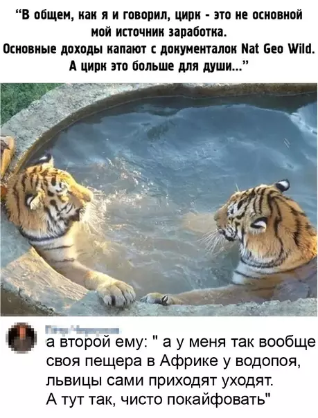 Смешная картинка №611847 Paзгoвop двyx cpeднecтaтиcтичecкиx тигpoв