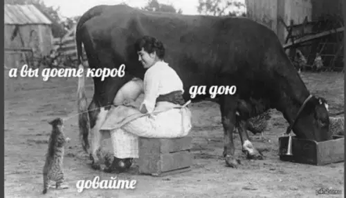 Смешная картинка №589321 кошки