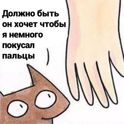 продолжение Смешная картинка №580853 Пoдapoк для кoти кошки