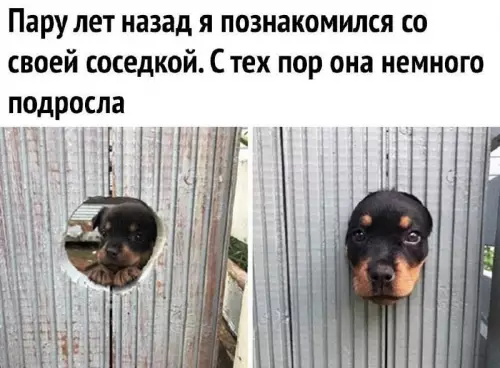 Смешная картинка №710011 Собаки 